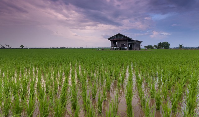 Heavy rain damages rice crop in Aligarh