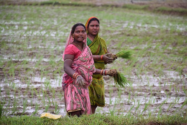 हरदोई में 4.93 लाख किसान सम्मान निधि से बाहर