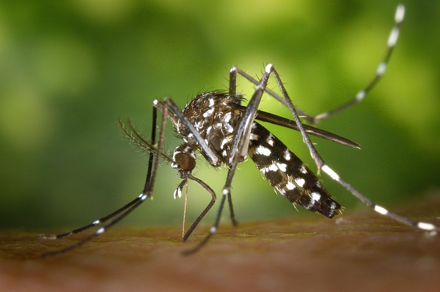 Two new dengue cases detected in Kanpur