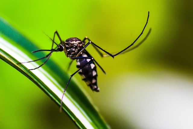 Dengue cases rise in Delhi-NCR, total 65 patients