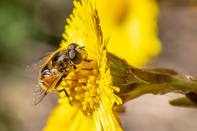 India-South Africa unite on medicinal plant conservation