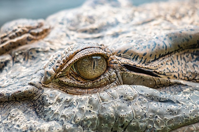 Giant crocodile enters residential area in Shahjahanpur