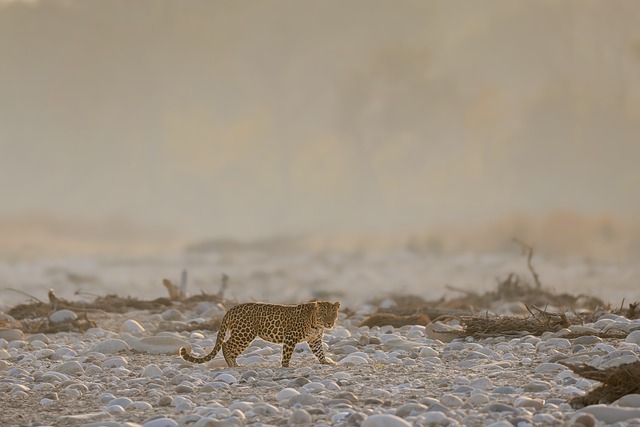 Caretaker falls from bike after spotting leopard near Moradabad cowshed